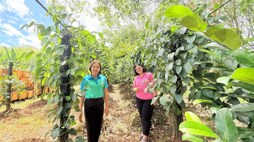 วันที่  2  กันยายน  2568  นางสาวสุมนรัตน์  ตรึกตรอง  เกษตรอำเภอสิเกา พร้อมด้วยนางสาวอรณิช  คะเณย์ และนางสาวบุบผา  สมาธิ  นักวิชาการส่งเสริมการเกษตรปฏิบัติการ ติดตามเยี่ยมเยียนเกษตรกรผู้เข้าร่วมโครงการทดสอบและถ่ายทอดเทคโนโลยีเพื่อเพิ่มผลิตภาพการผลิตสินค้าเกษตร กิจกรรมส่งเสริมการเพิ่มประสิทธิภาพด้วยนวัตกรรมการผลิตไม้ยืนต้นเพื่อความยั่งยืน (มะพร้าว) เพื่อประเมินผลการนำความรู้ไปปฏิบัติของเกษตรกรหลังการอบรมและดูงาน นอกจากนี้มีการเยี่ยมเยียนศูนย์เรียนรู้การเพิ่มประสิทธิภาพการผลิตสินค้าเกษตร(ศพก.) ด้านเกษตรผสมผสานของนายชัยณรงค์ แซ่ว่อง